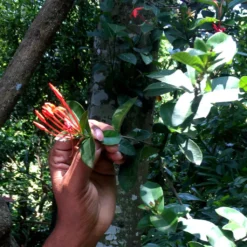 Macis Muskatblüte Gemahlen, BIO, 100g -Kaffeegetränkeladen e023e425dfcb2984e375ba4526a2b6f7